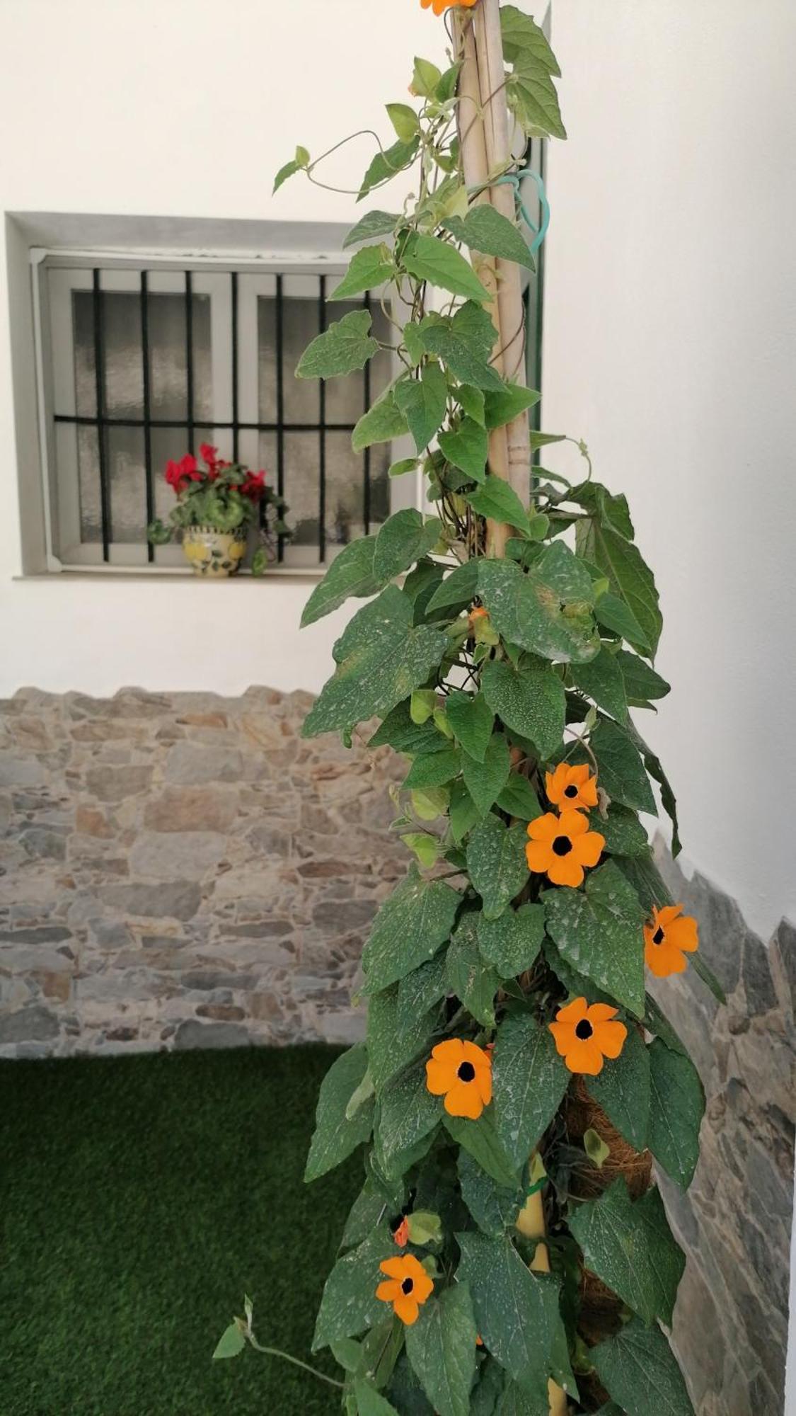 피노스제닐 La Casa De La Abuela 아파트 외부 사진